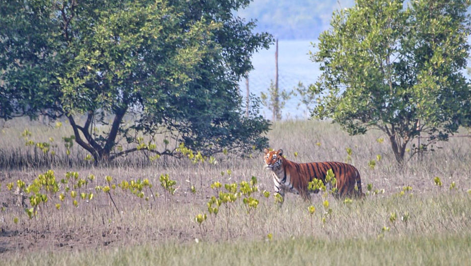 Is 1 day enough for Sundarban
