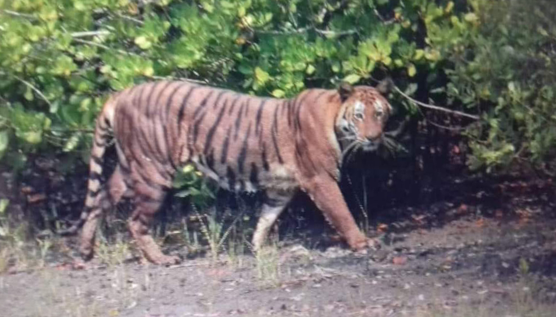 sundarbans-tour-package