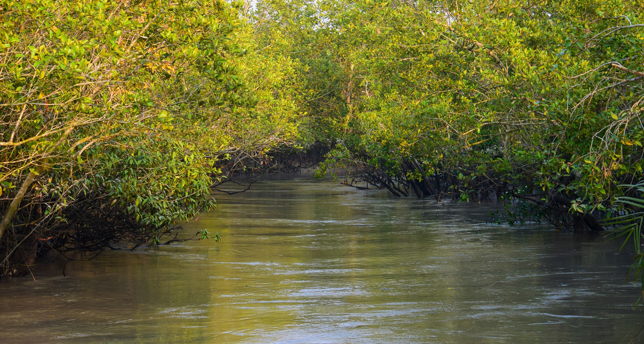 The Best Time to Visit Sundarbans & How to Get Here 
