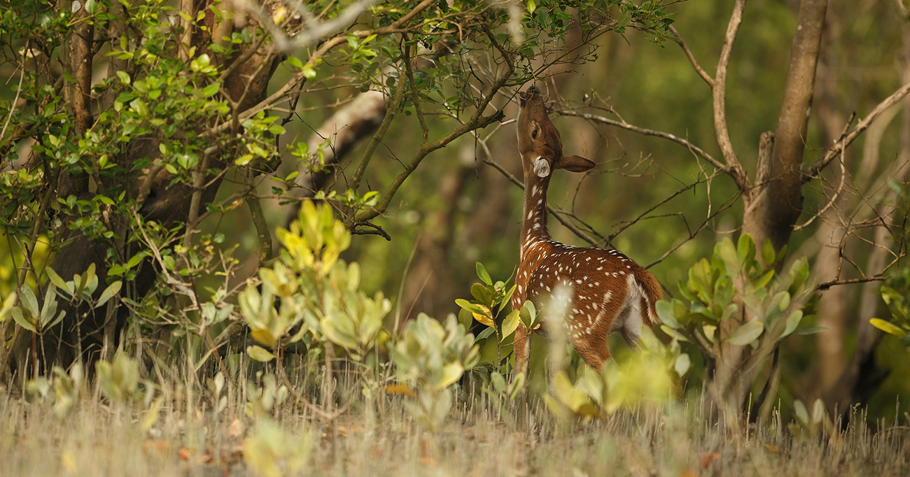Top 3 Sundarban Tour Operators