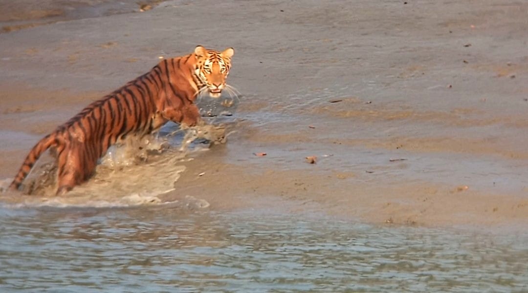 sundarban