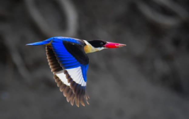 Sundarbans Bird